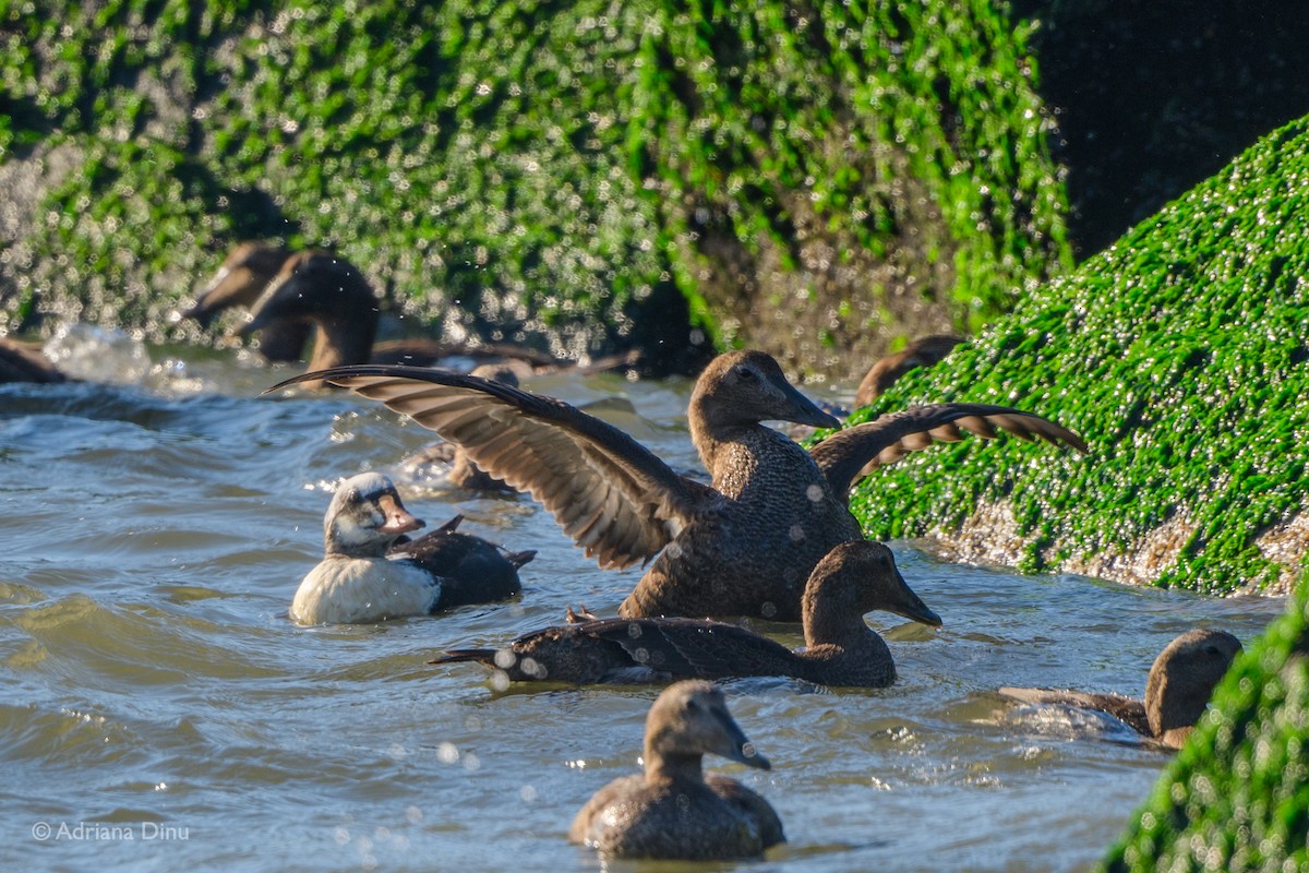 King Eider - ML280214051