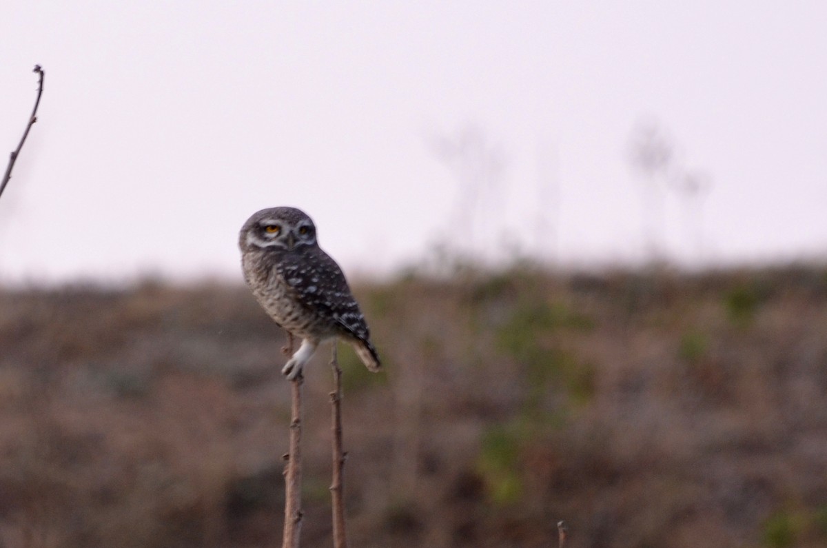 Spotted Owlet - ML280214441