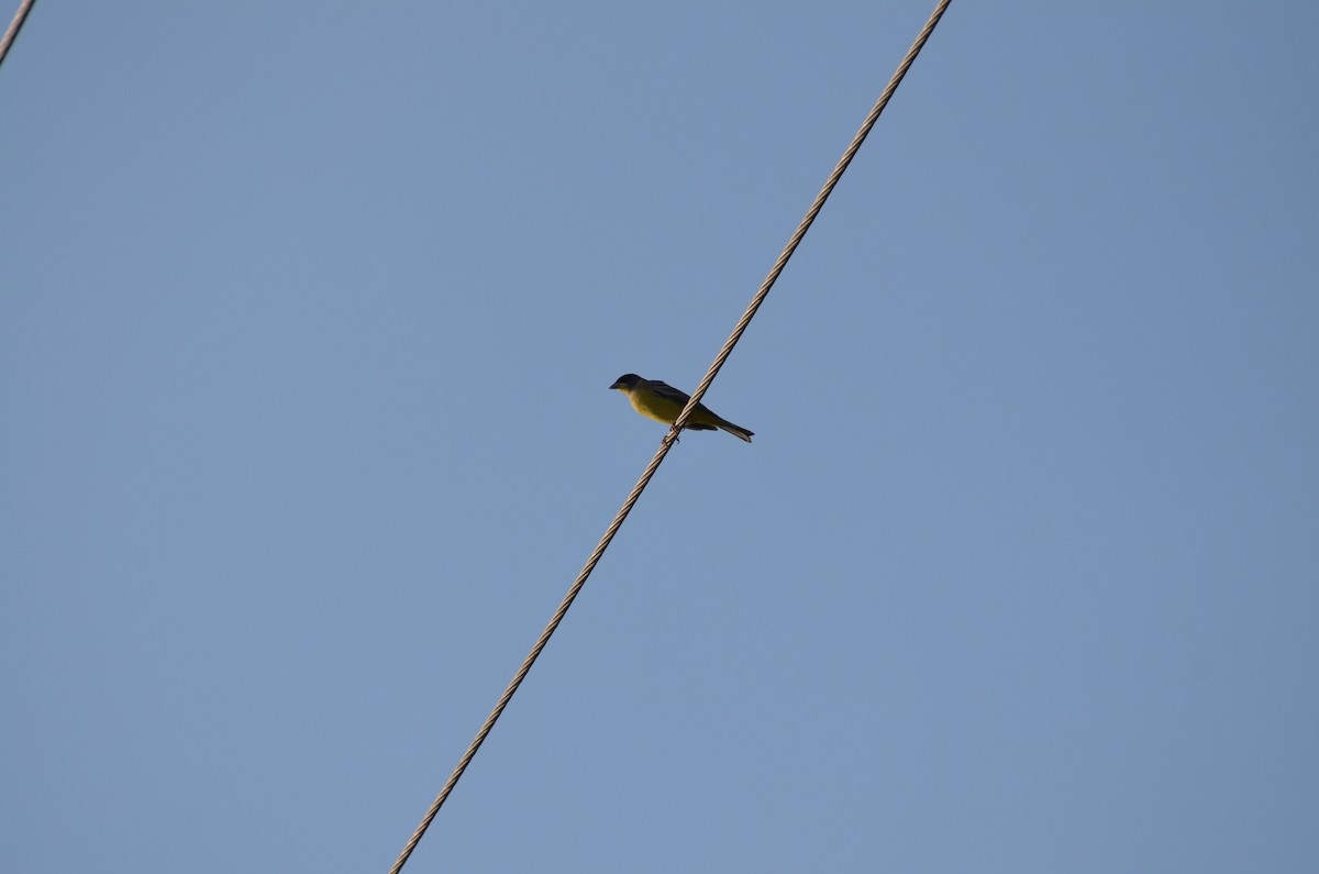 Black-headed Bunting - ML280214741