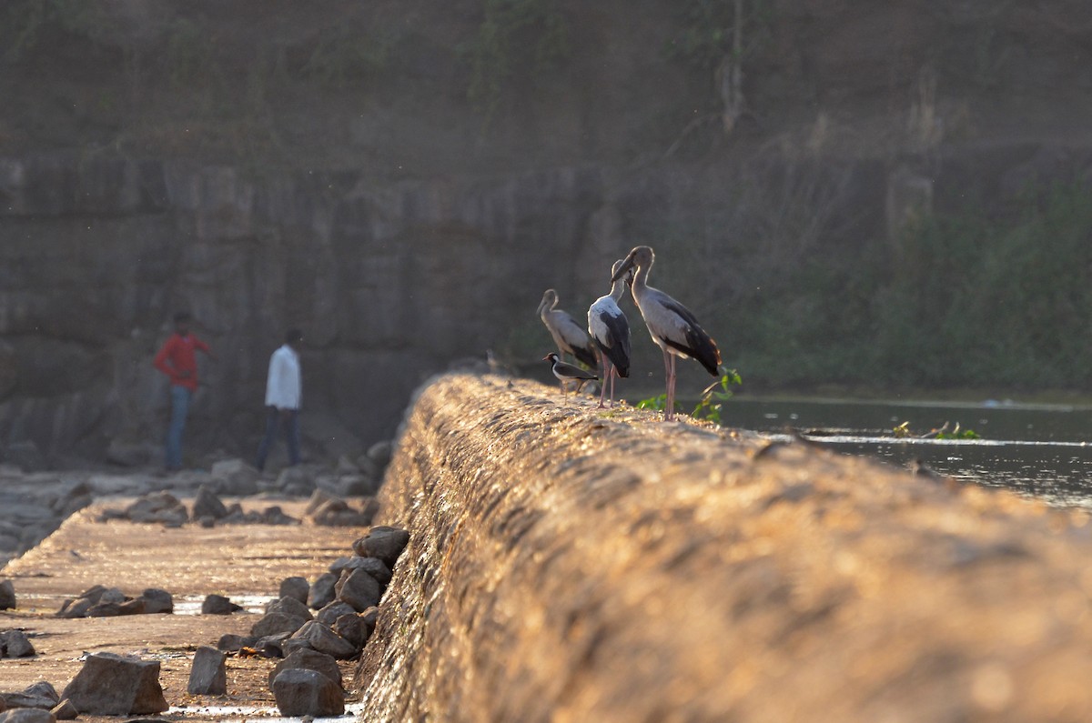 Asian Openbill - ML280215251