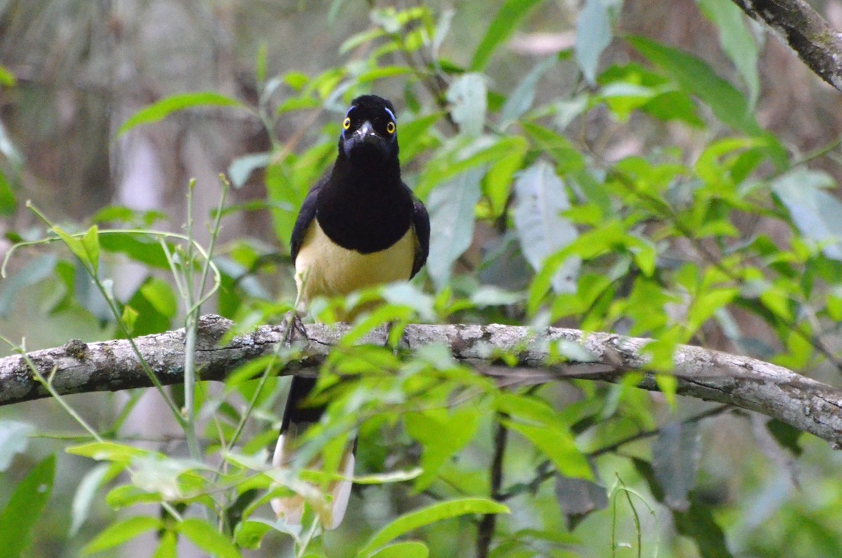 Plush-crested Jay - ML280215271