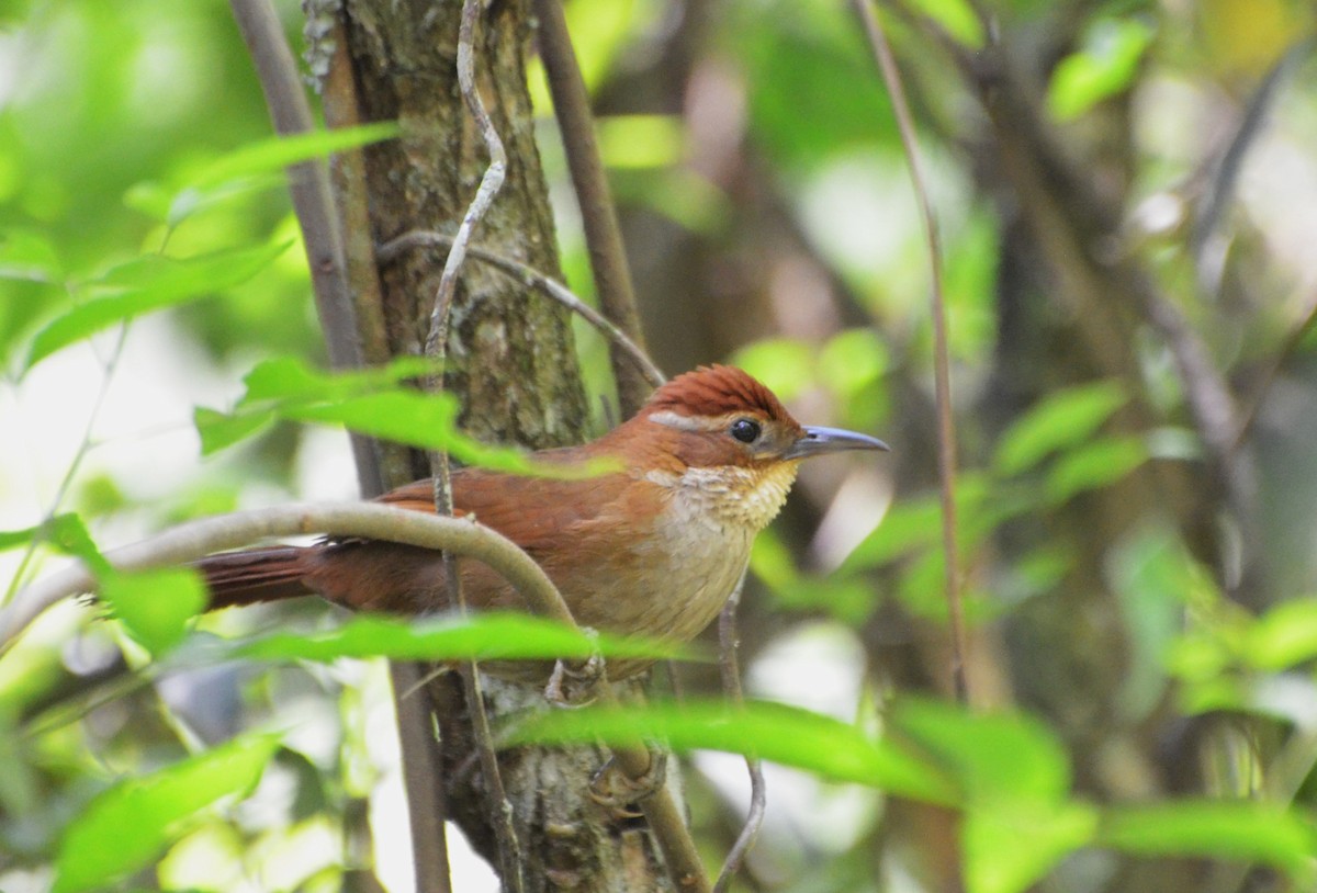 Canebrake Groundcreeper - ML280215481