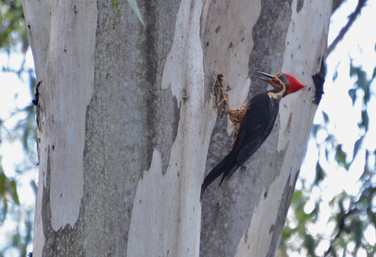 Lineated Woodpecker - ML280215531