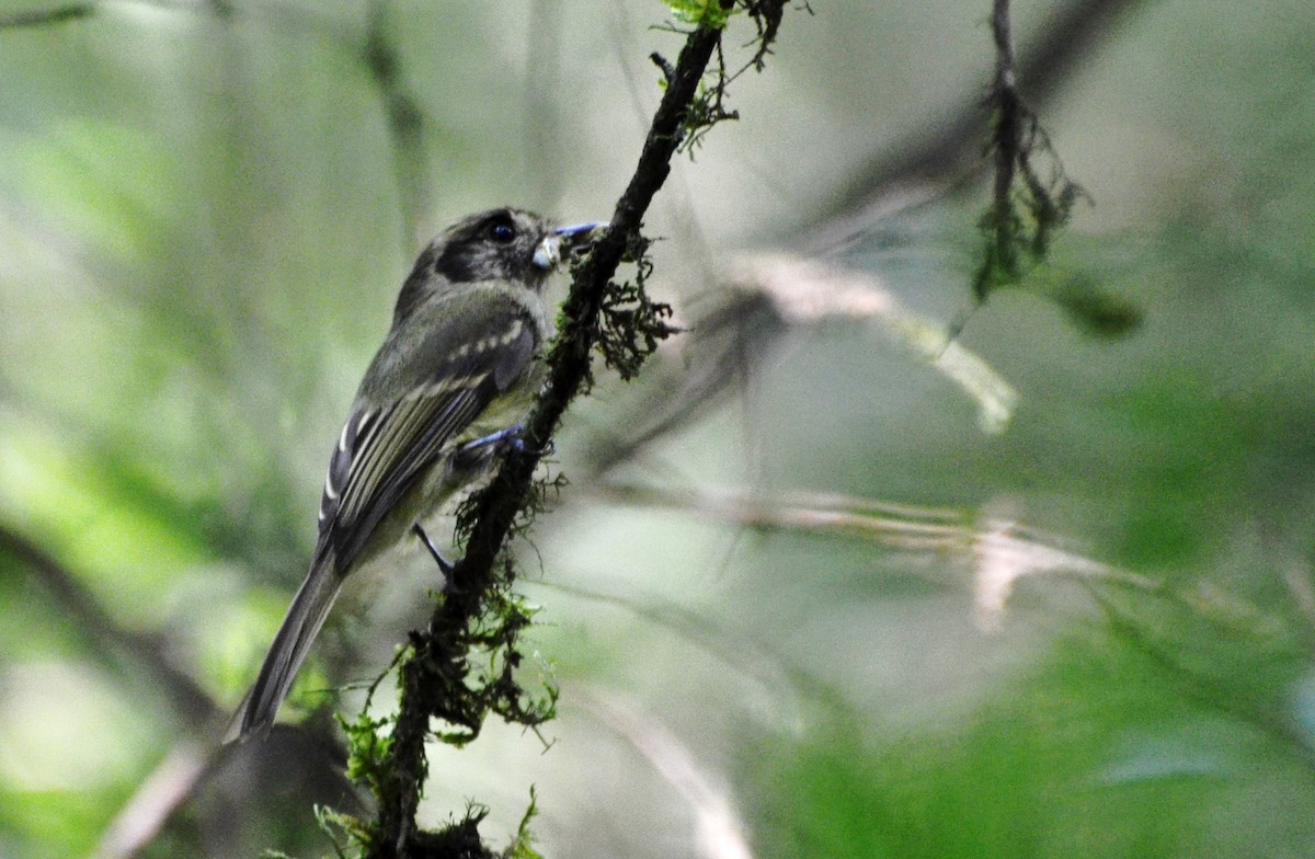 Sepia-capped Flycatcher - ML280215721