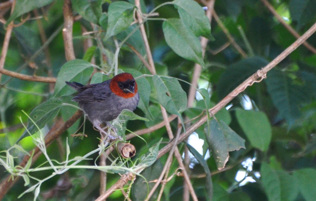 Chestnut-headed Tanager - ML280215981