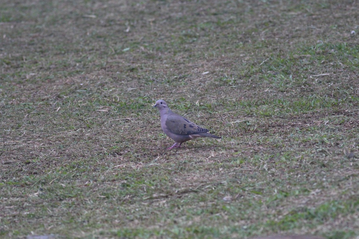 Eared Dove - ML280217371