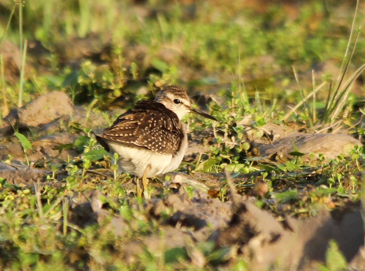 Wood Sandpiper - ML280218851