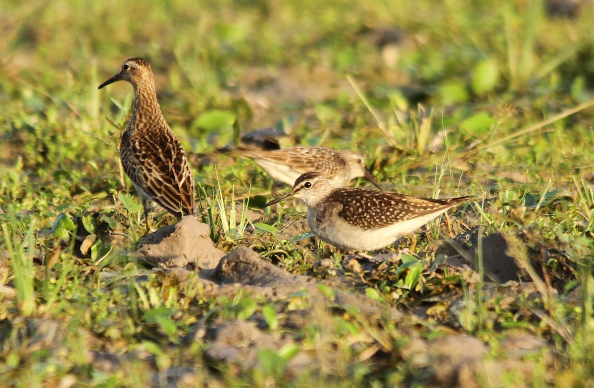 Wood Sandpiper - ML280218871