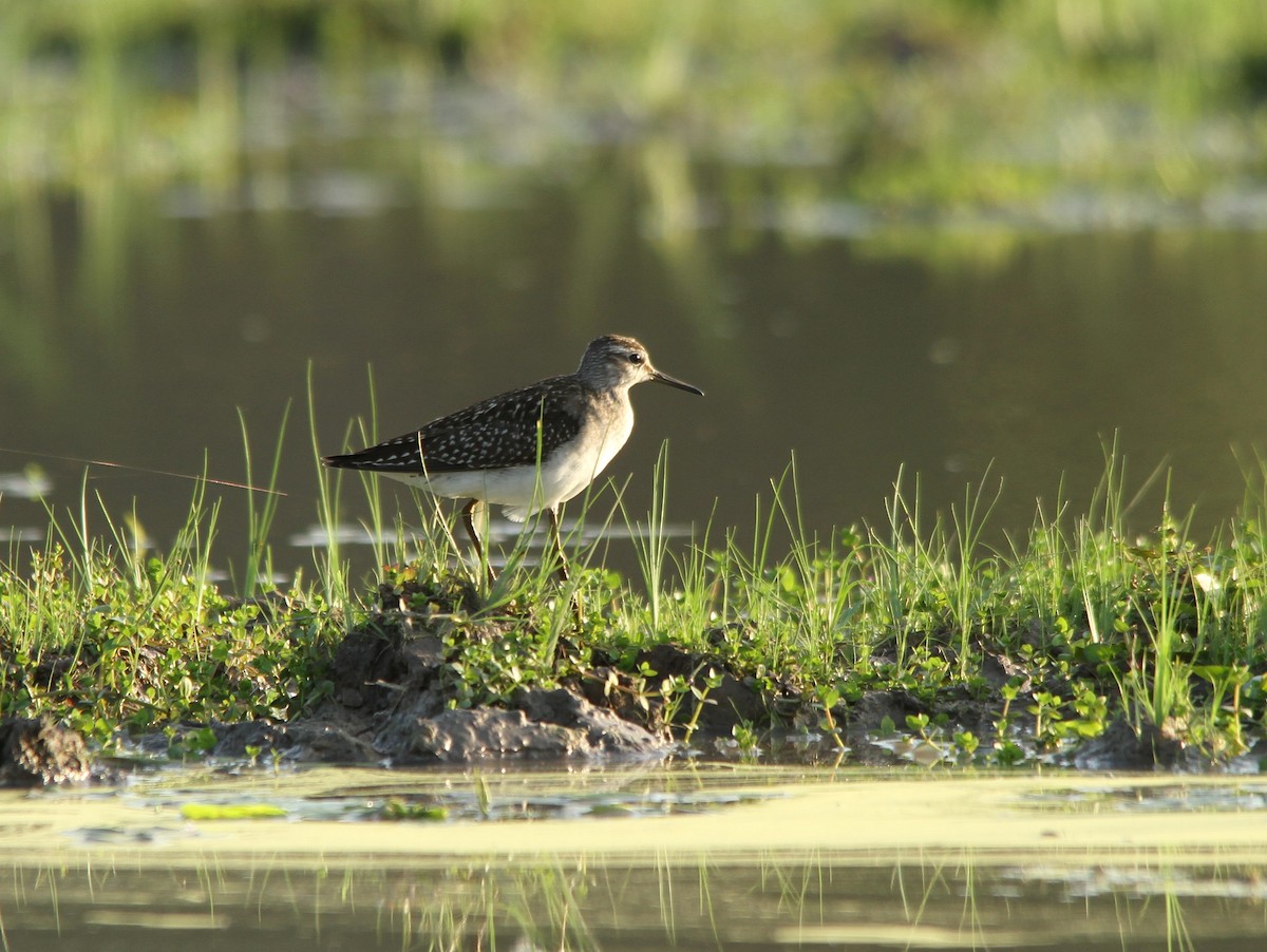 Wood Sandpiper - ML280218951