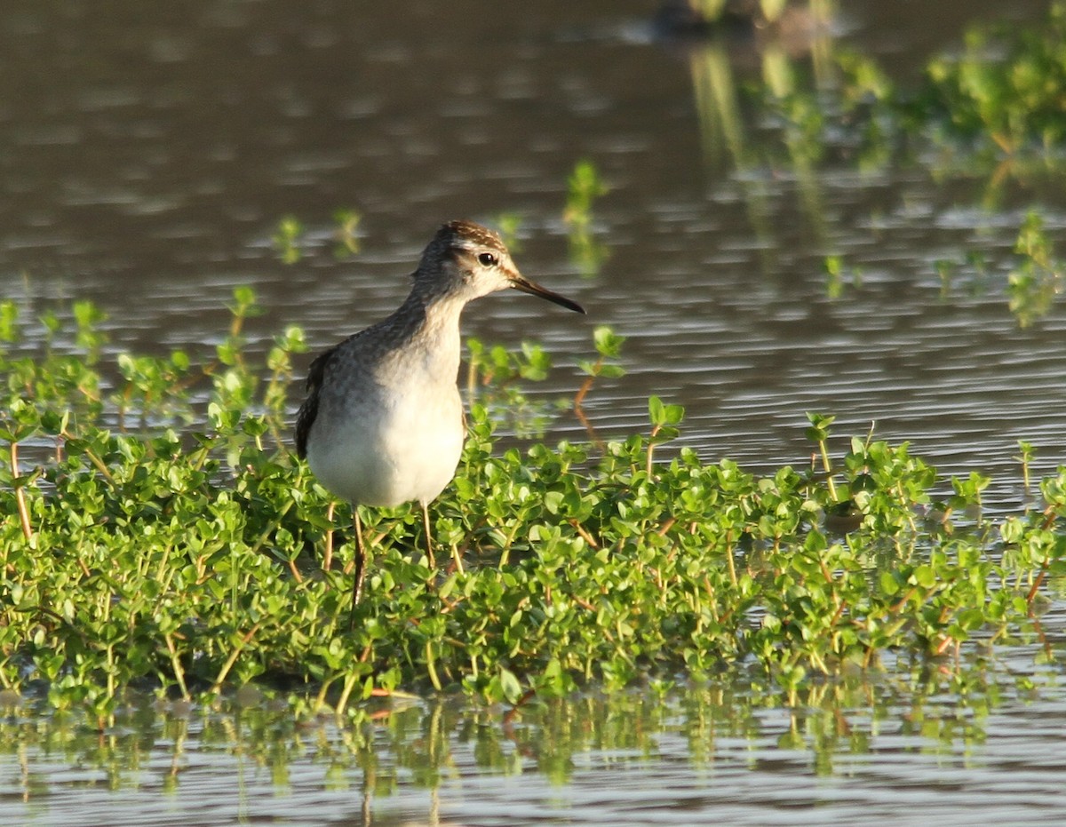 Wood Sandpiper - ML280218991