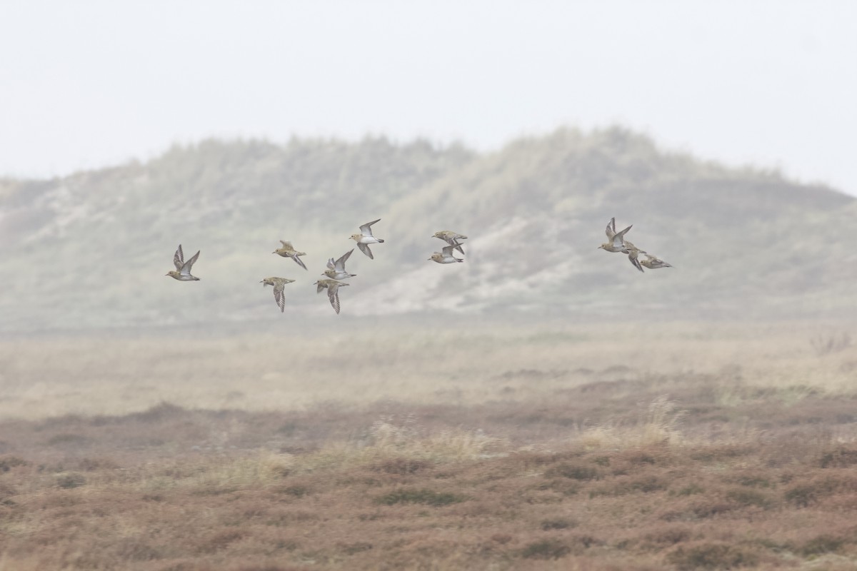 European Golden-Plover - ML280219741