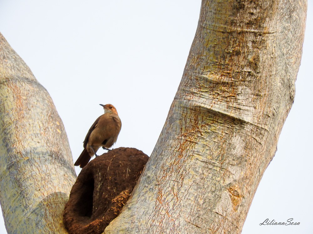 Rufous Hornero - ML280220011