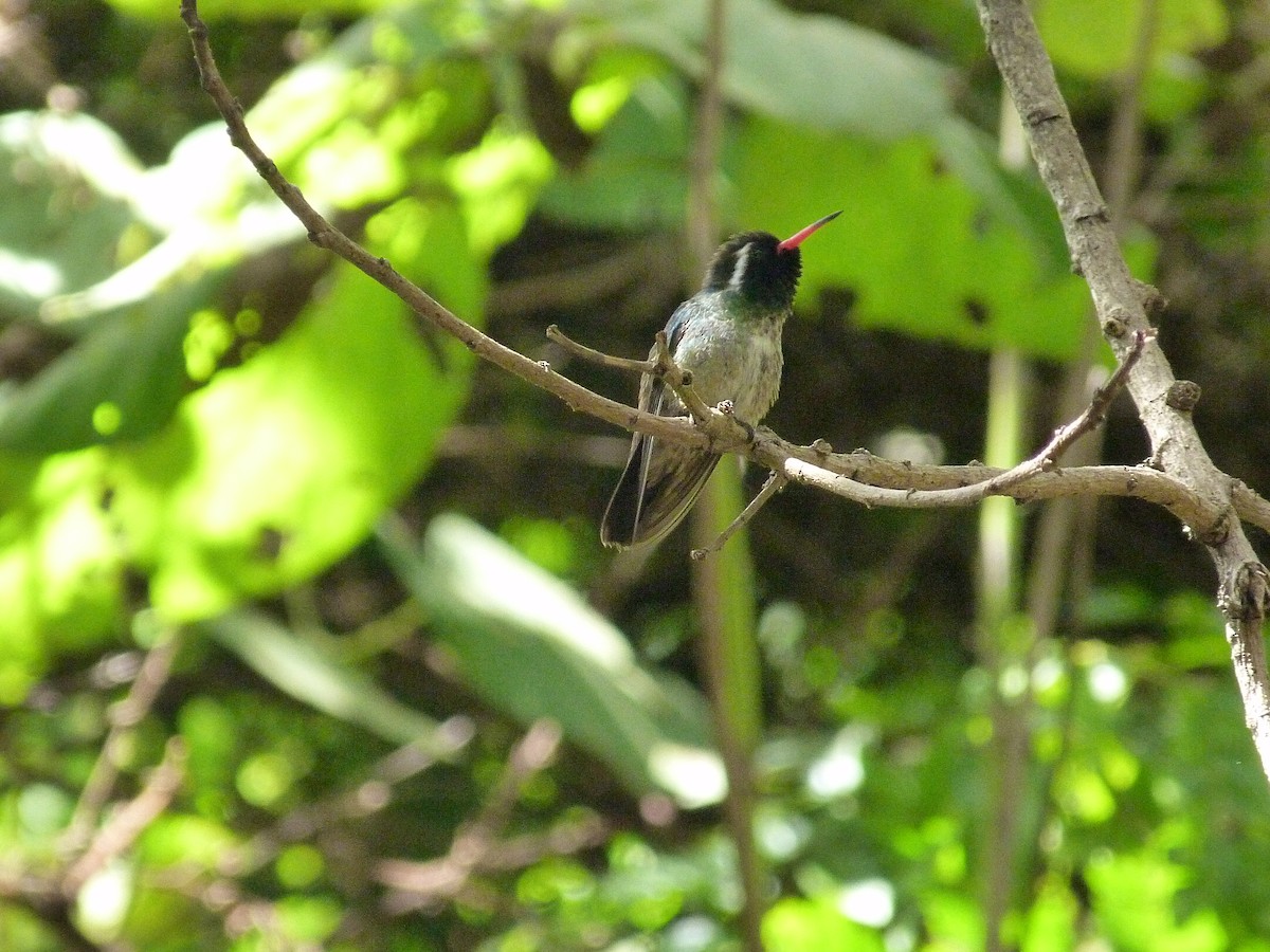 White-eared Hummingbird - Pablo Bedrossian