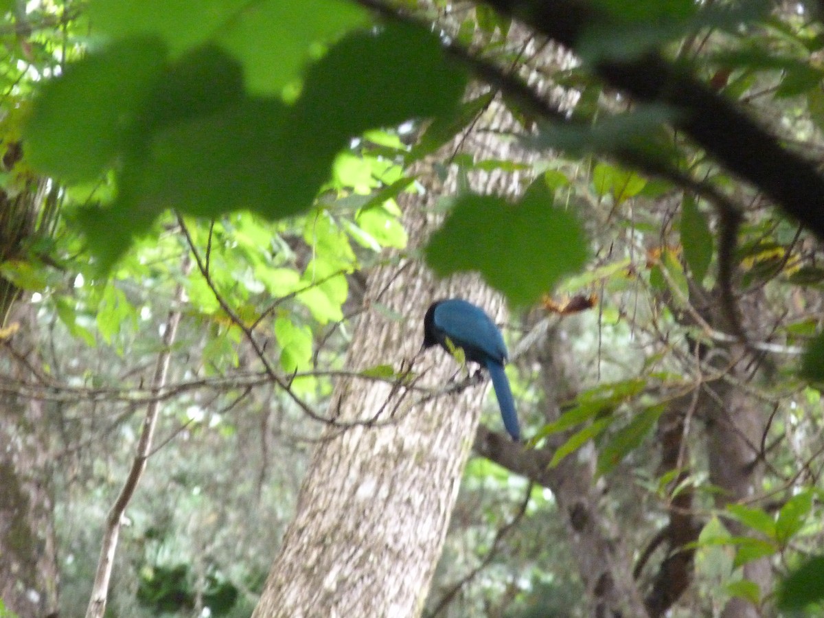 Bushy-crested Jay - ML280222341