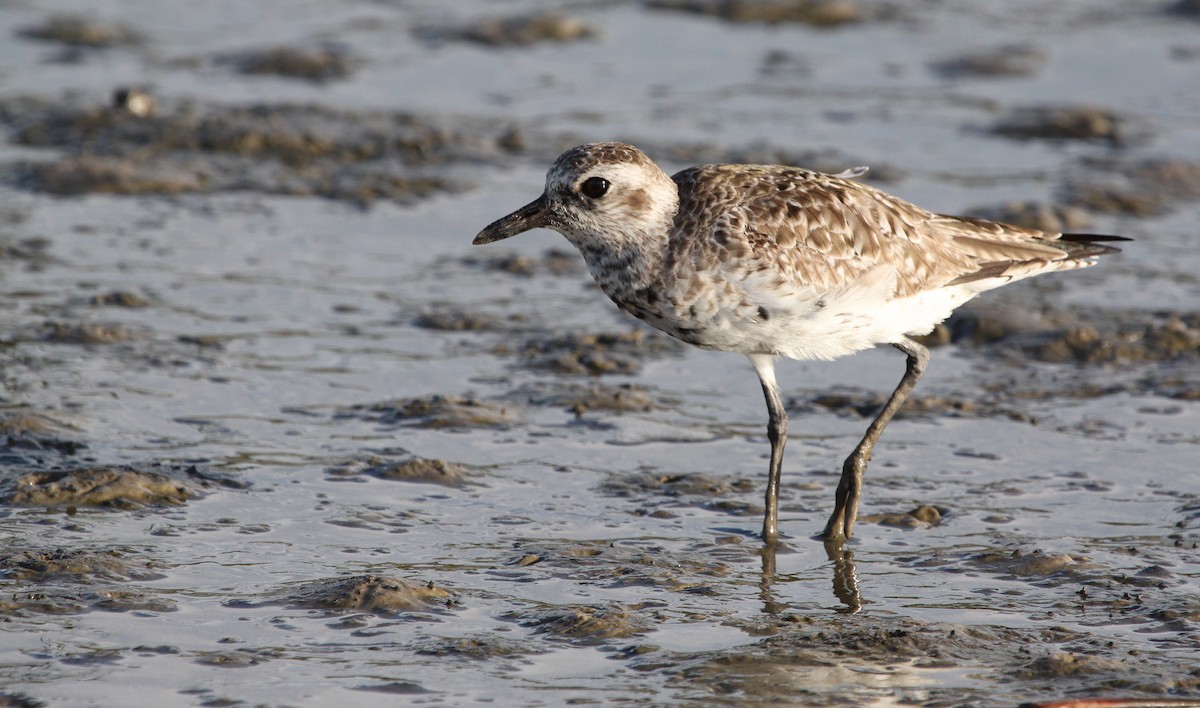 Black-bellied Plover - ML280222401