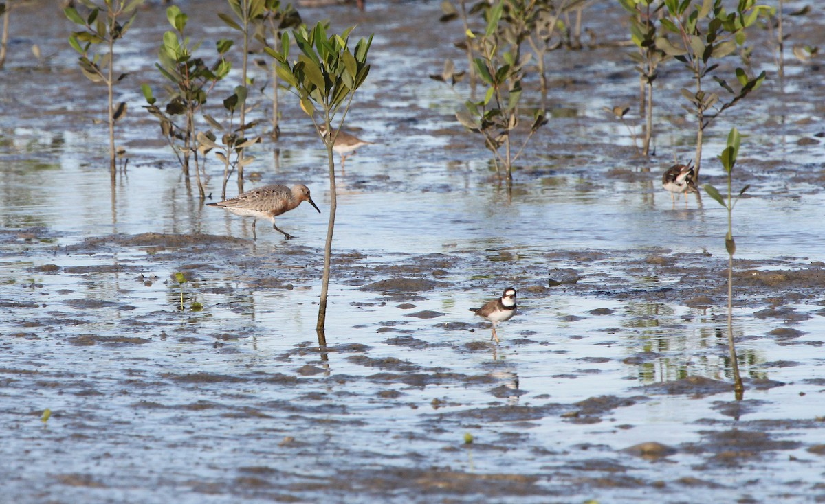 Red Knot - ML280222601