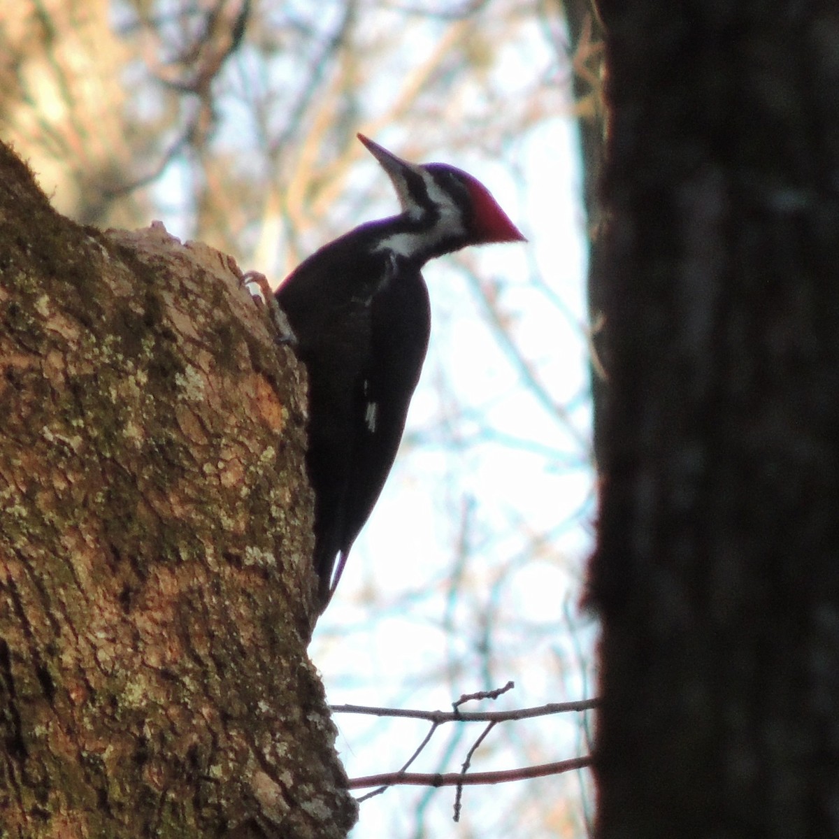 Pileated Woodpecker - ML28022261