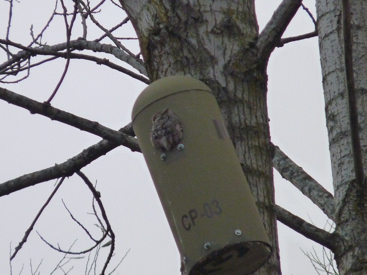 Eastern Screech-Owl - ML280223431