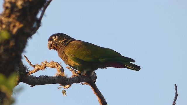 Папуга-червоногуз зеленощокий - ML280225111