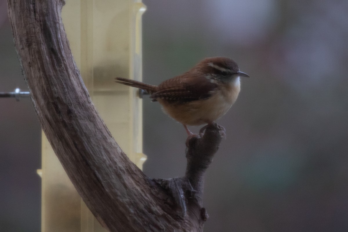 Carolina Wren - Hugues Deglaire