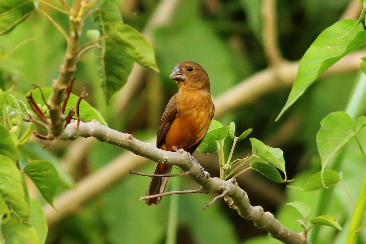 Chestnut-bellied Seed-Finch - ML280225551