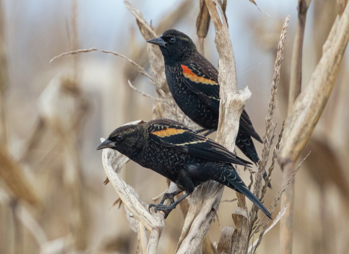 Red-winged Blackbird - ML280225571