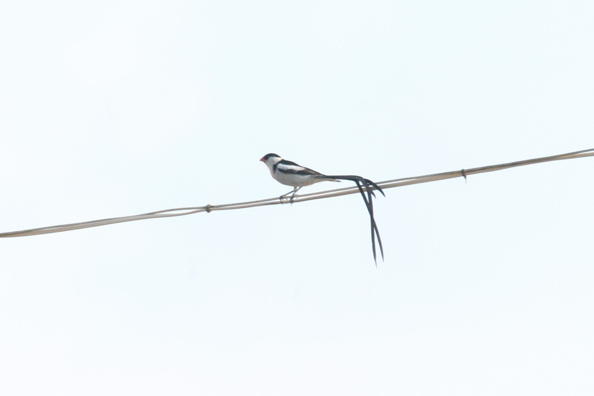 Pin-tailed Whydah - Simon Colenutt