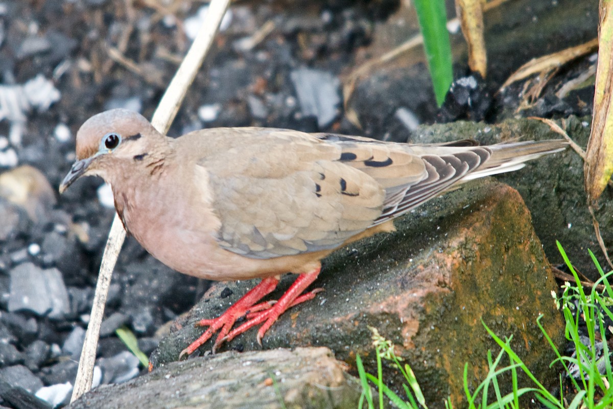 Eared Dove - ML280226761