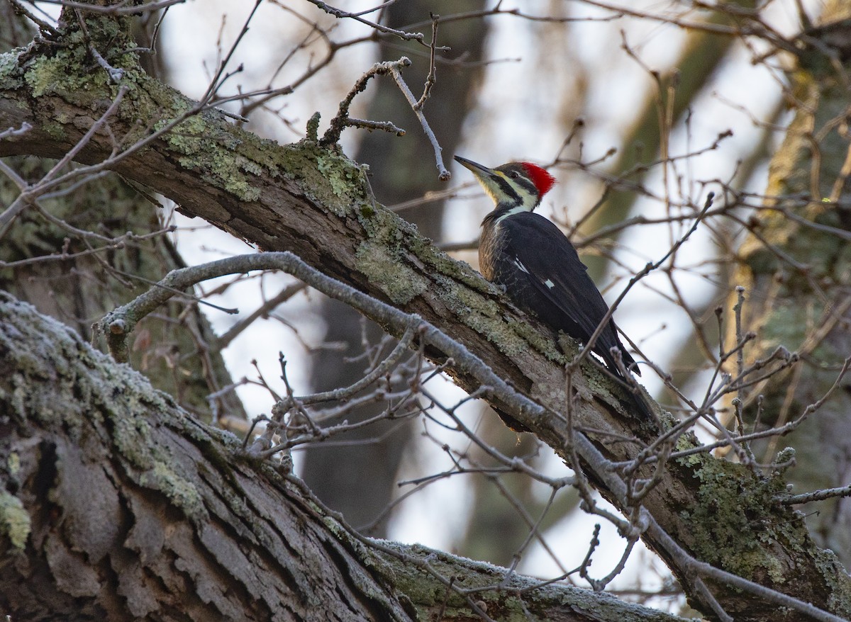 Pileated Woodpecker - ML280227861