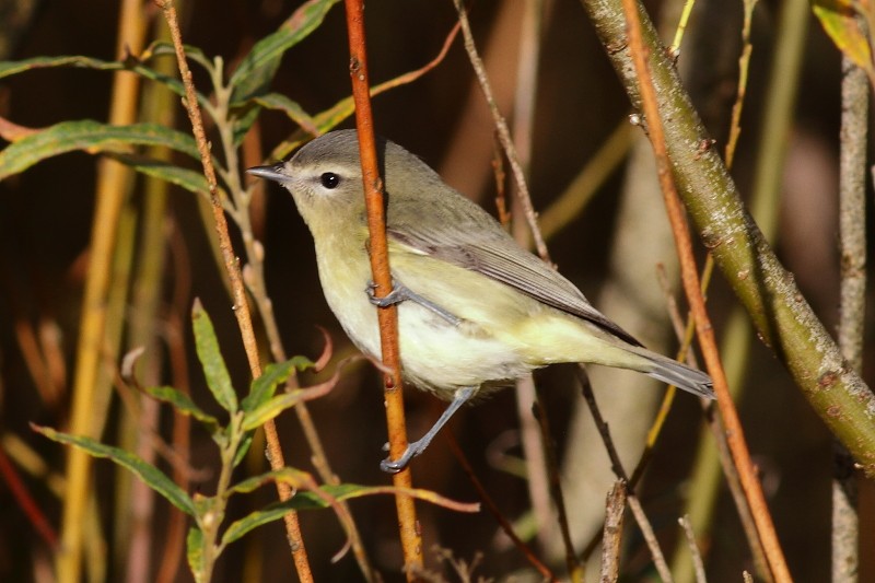 Philadelphia Vireo - ML280228181