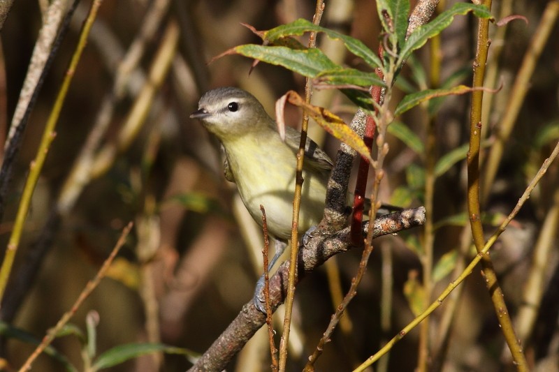 Philadelphia Vireo - ML280228191