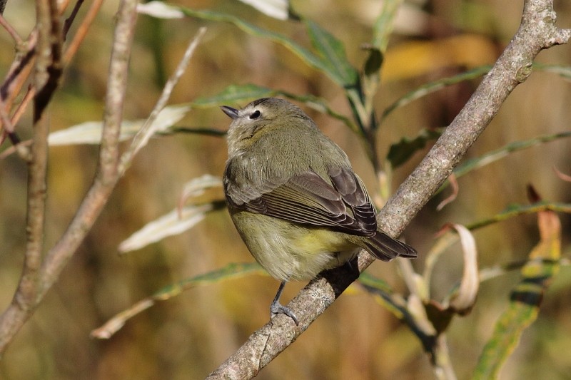 Philadelphia Vireo - ML280228201