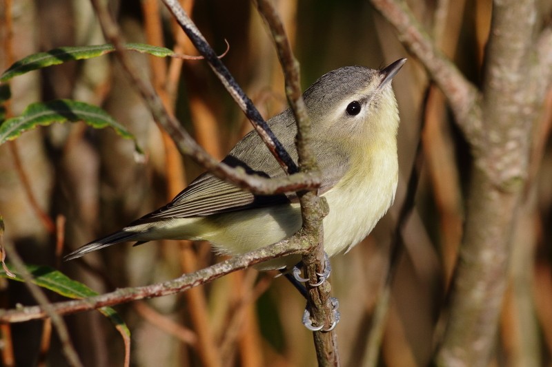 Philadelphia Vireo - ML280228211