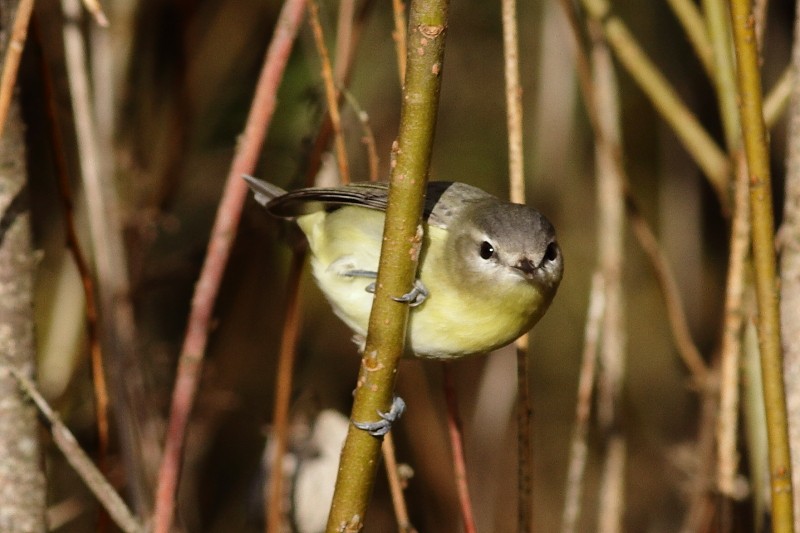 Philadelphia Vireo - ML280228221