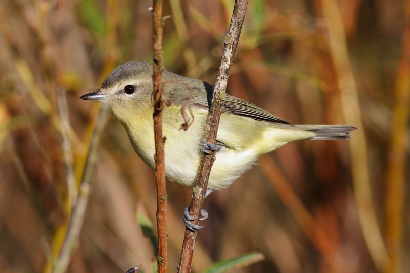 Philadelphia Vireo - Dermot Breen