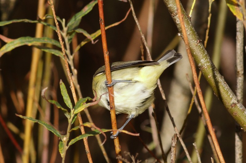 Philadelphia Vireo - ML280228261