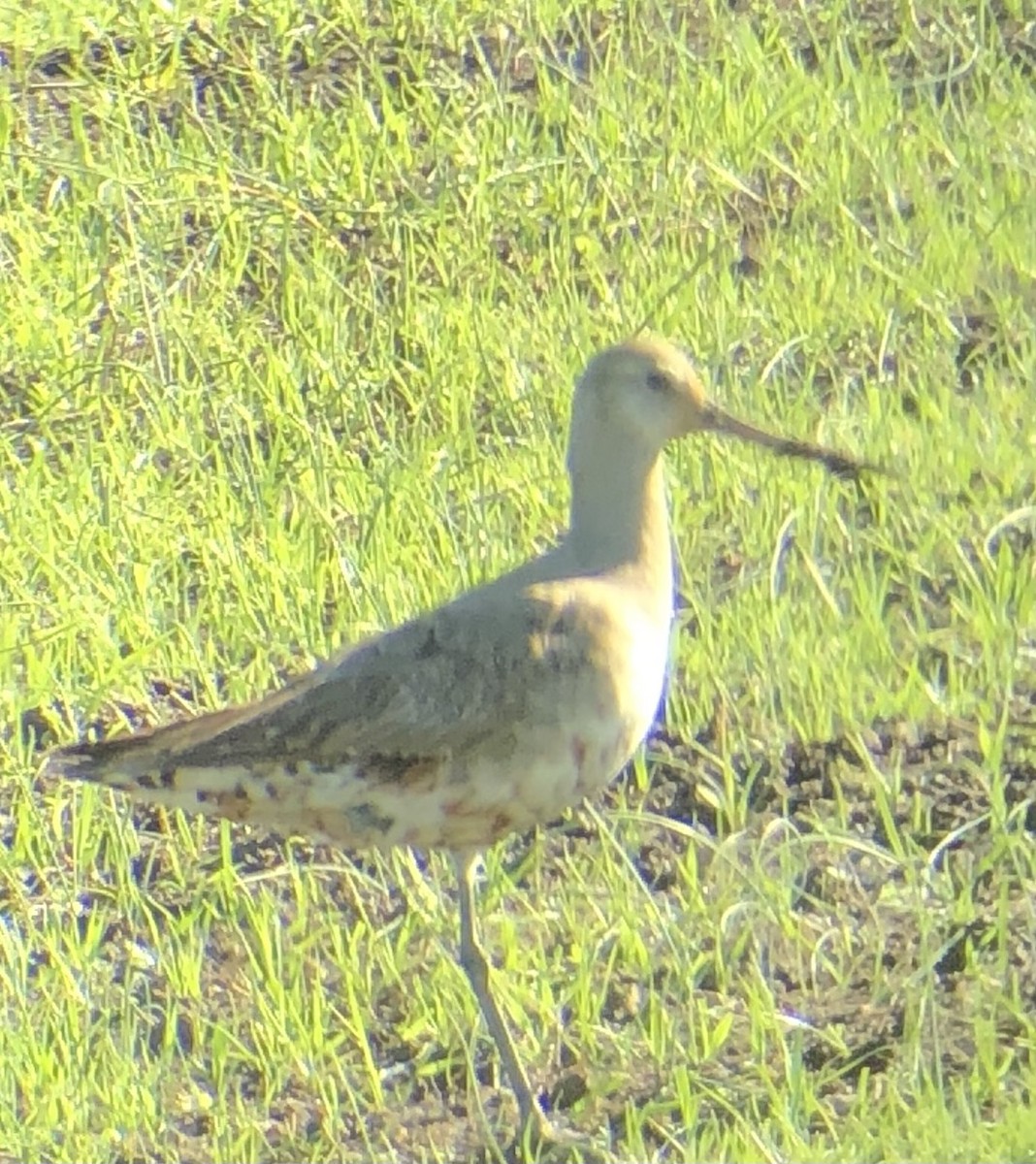 Hudsonian Godwit - ML280228741