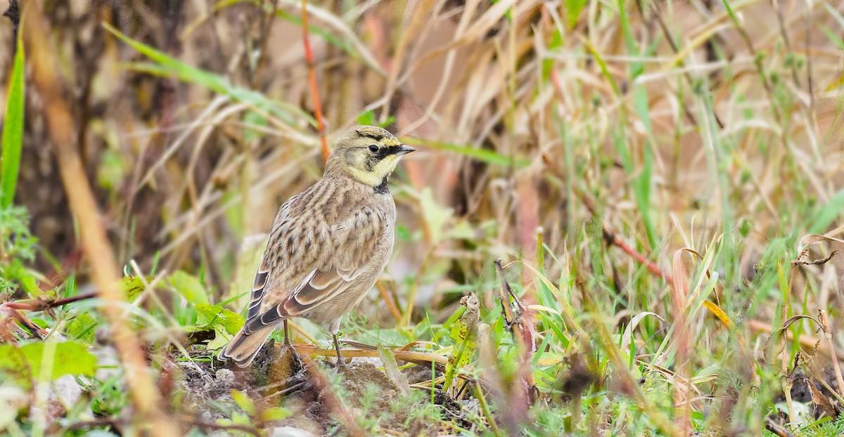 Horned Lark - ML280228861