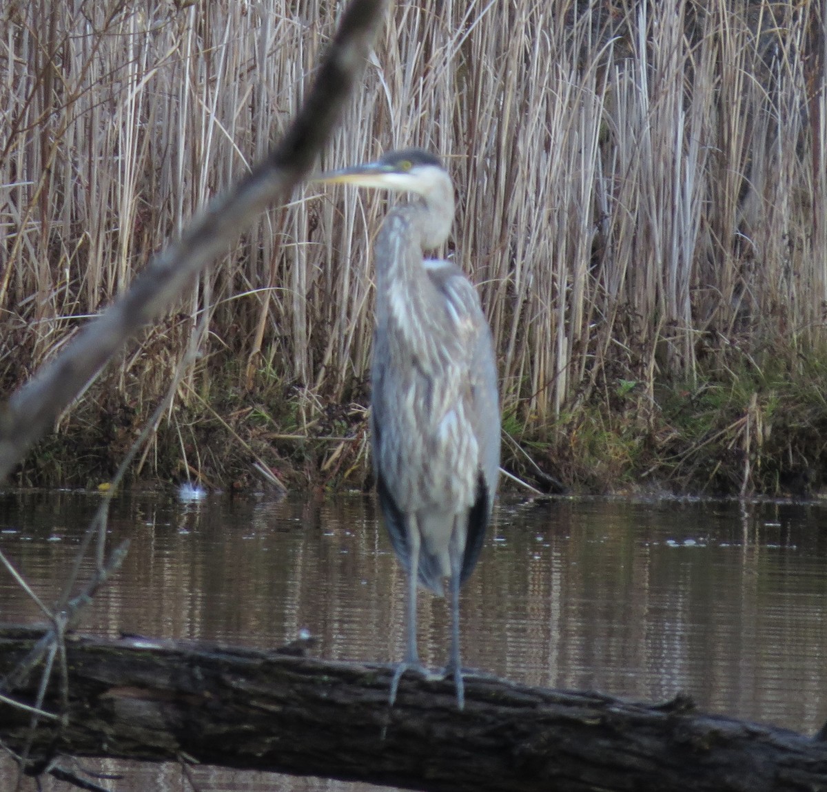 Great Blue Heron - ML280229591