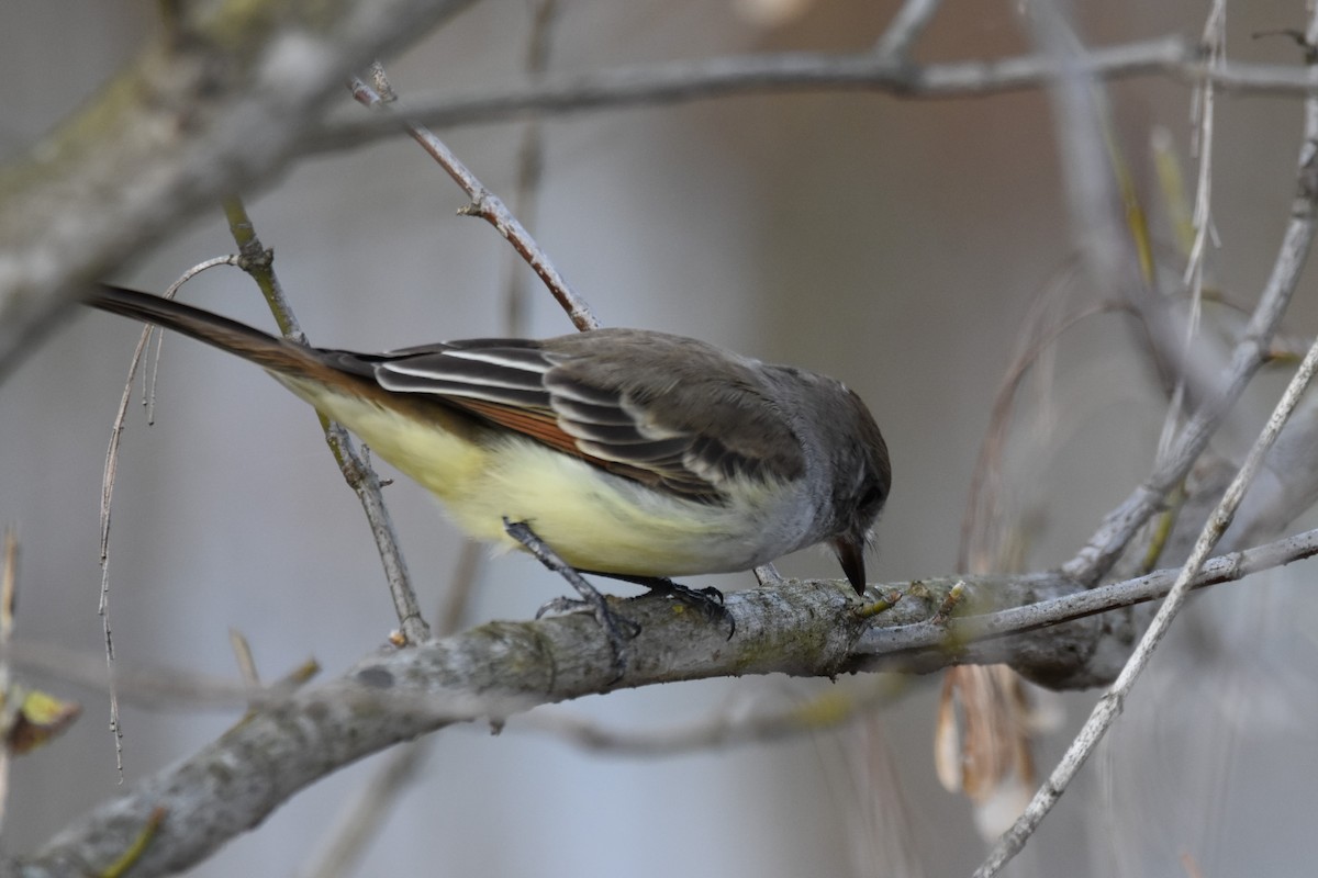 Ash-throated Flycatcher - ML280231391