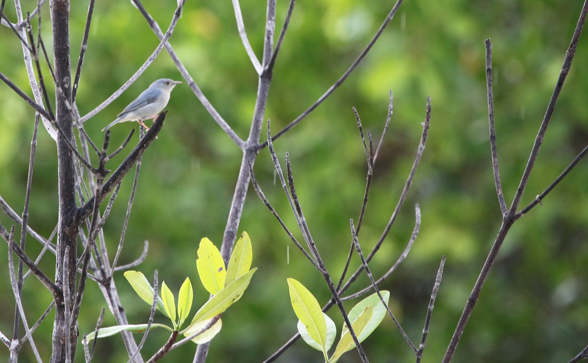 Bicolored Conebill - Alexander Lees