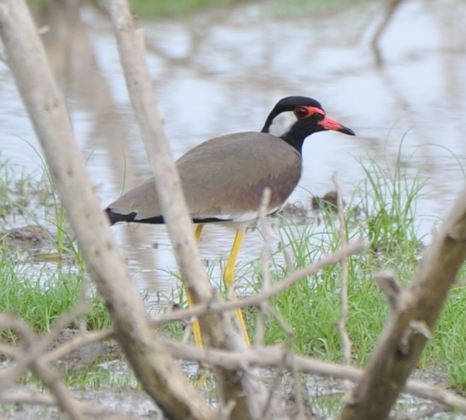 Red-wattled Lapwing - ML280233461