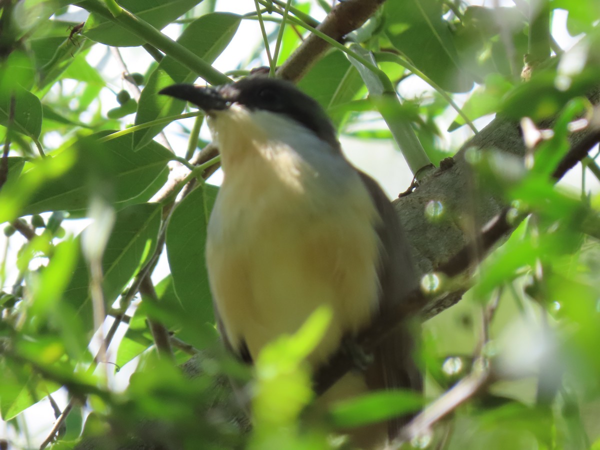 Dark-billed Cuckoo - ML280233831