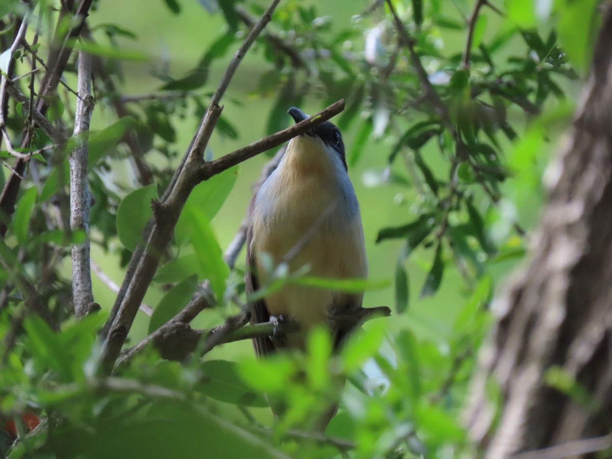 Dark-billed Cuckoo - ML280233841