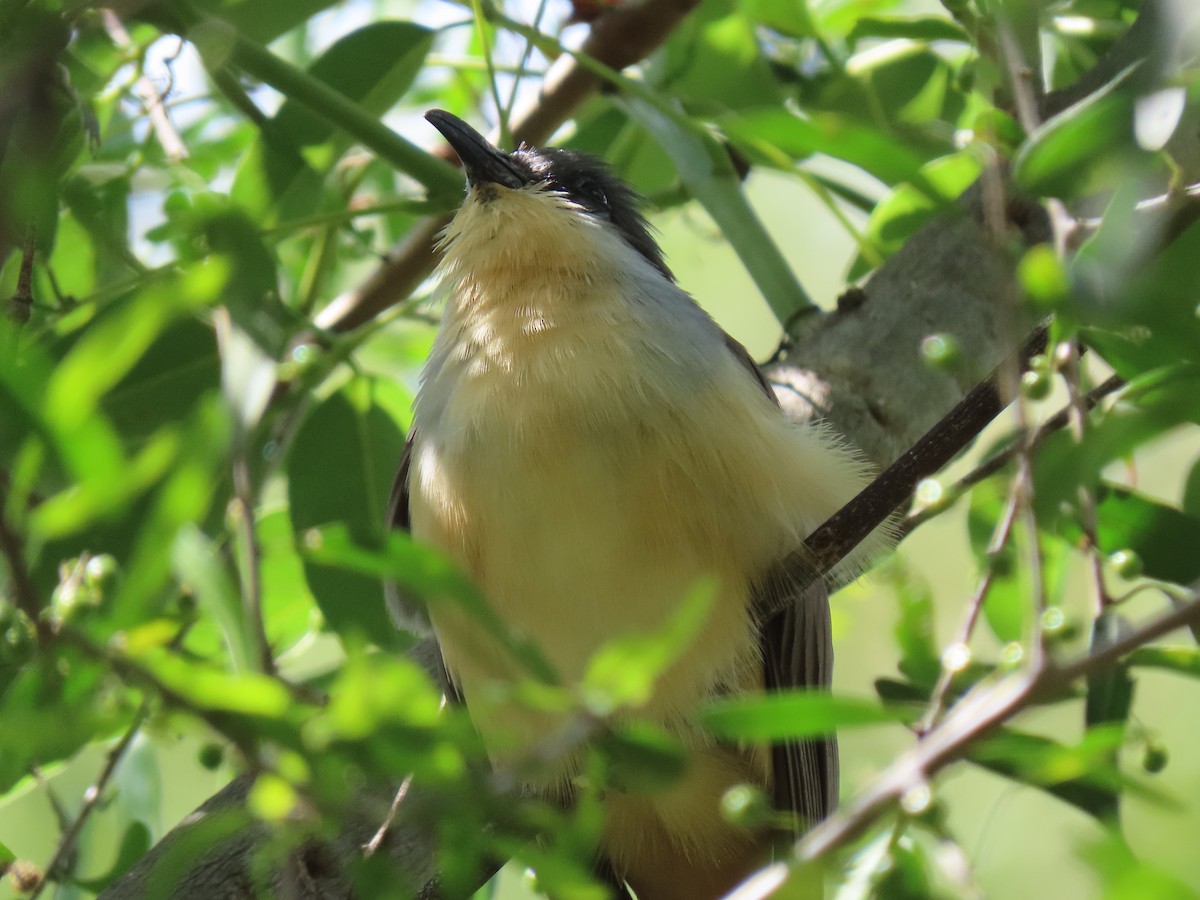 Dark-billed Cuckoo - ML280233941