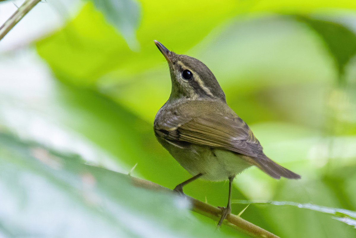 Large-billed Leaf Warbler - ML280235271