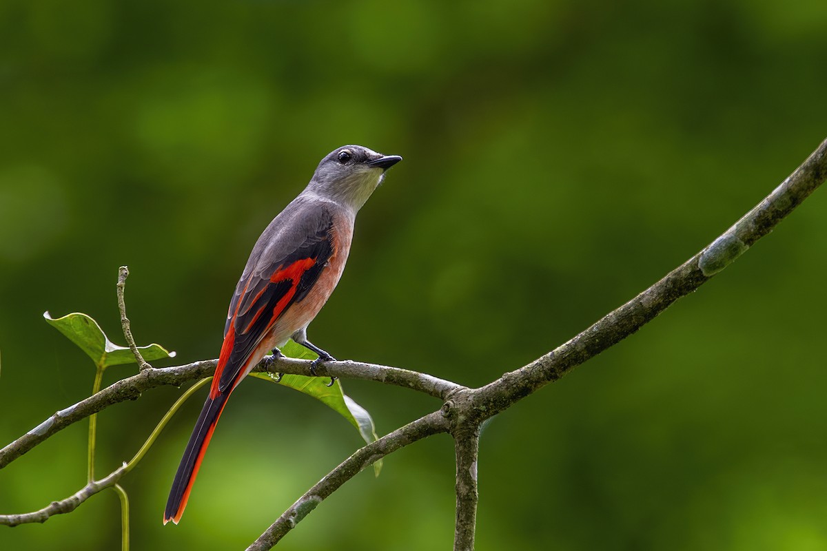 Rosy Minivet - Su Li
