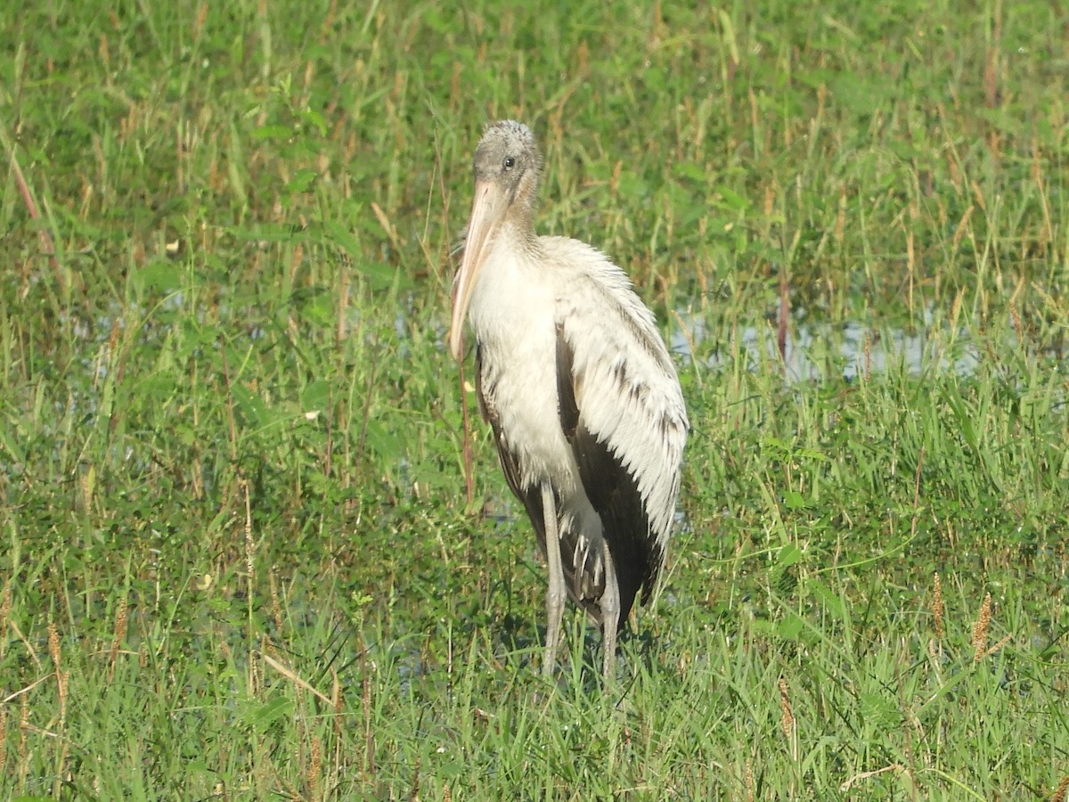 Wood Stork - ML280235821