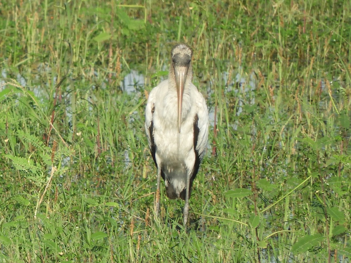 Wood Stork - ML280235831