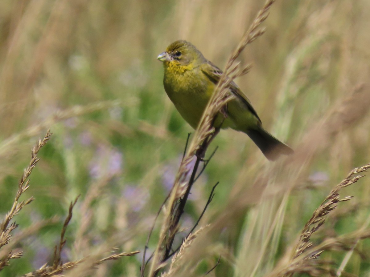 Grassland Yellow-Finch - ML280236041